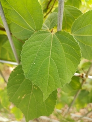 Triumfetta rhomboidea