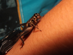 Gryllidae