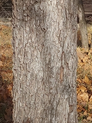 Juglans major