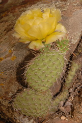 Opuntia polyacantha polyacantha