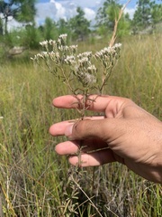 Eupatorium mohrii