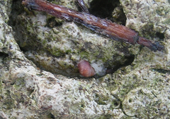 Pedipes mirabilis