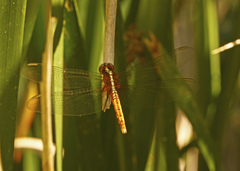 Rhodothemis lieftincki