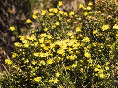 Asterolasia trymalioides