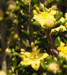 Asterolasia trymalioides