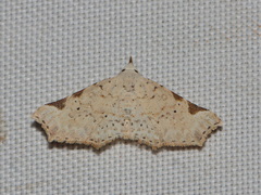 Prolophota trigonifera