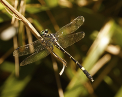 Austroepigomphus praeruptus