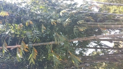 Dendrocalamus giganteus