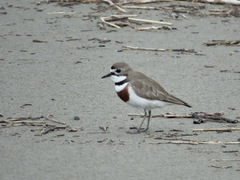 Charadrius bicinctus