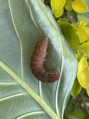 Neumichtis nigerrima