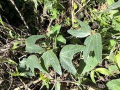 Passiflora indecora