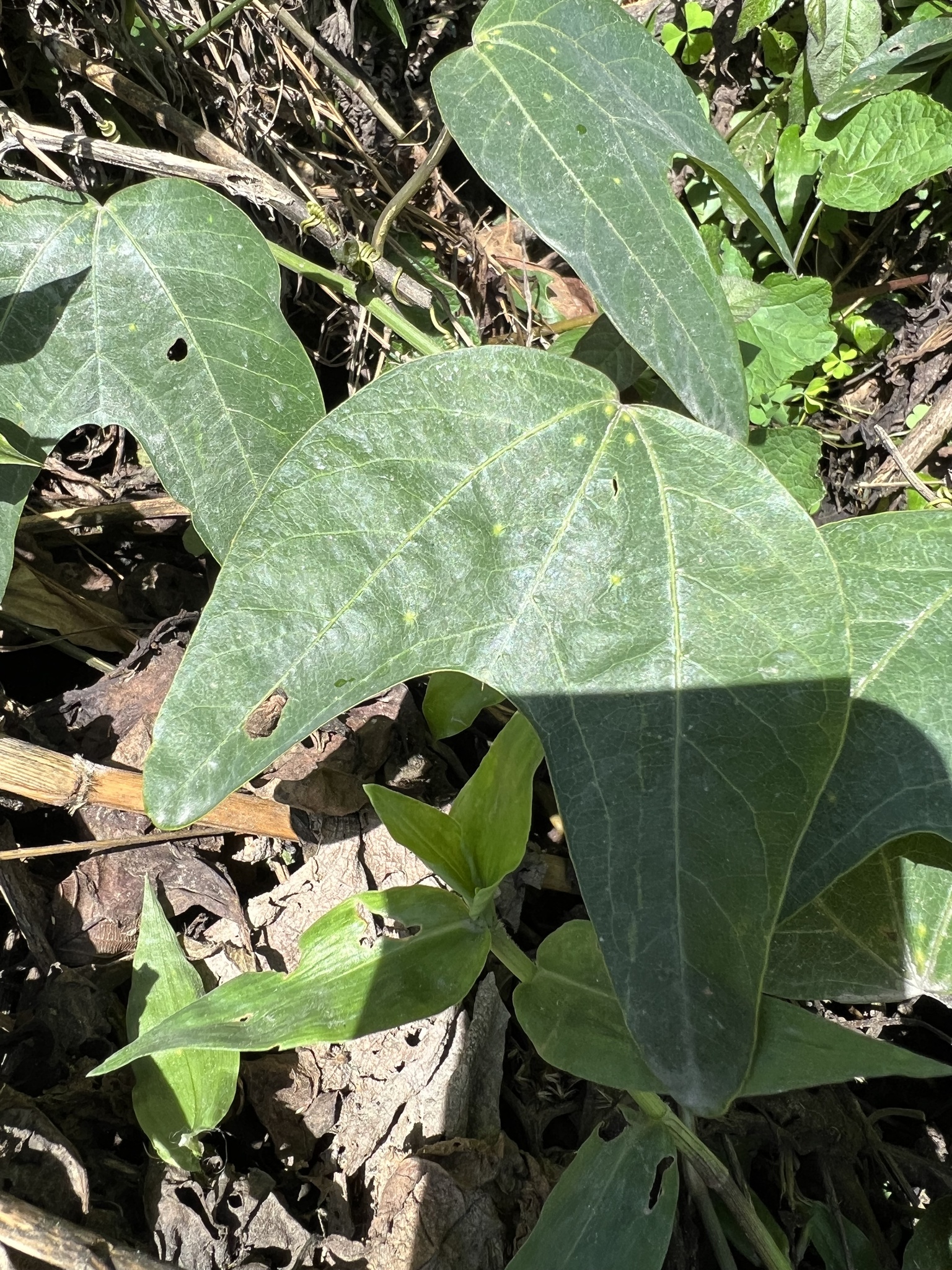 Passiflora indecora image