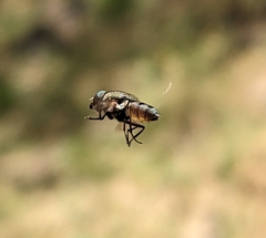 Stomorhina subapicalis