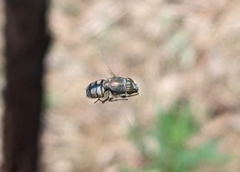 Stomorhina subapicalis