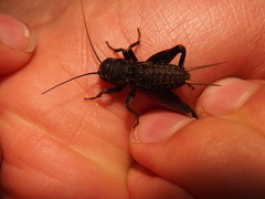 Gryllidae
