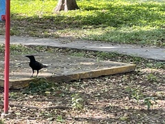 Corvus macrorhynchos levaillantii