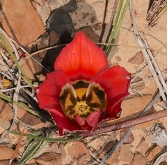 Romulea sabulosa