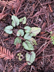 Veronica californica