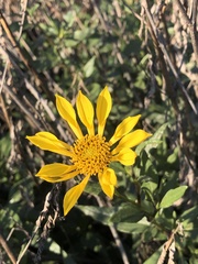 Helianthus gracilentus