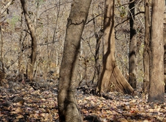 Terminalia bellirica