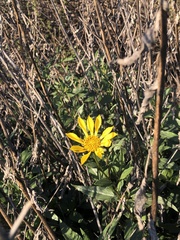 Helianthus gracilentus