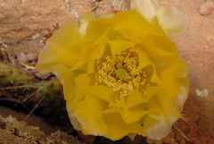 Opuntia polyacantha polyacantha