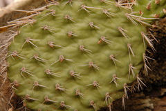 Opuntia polyacantha polyacantha