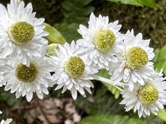 Anaphalioides trinervis