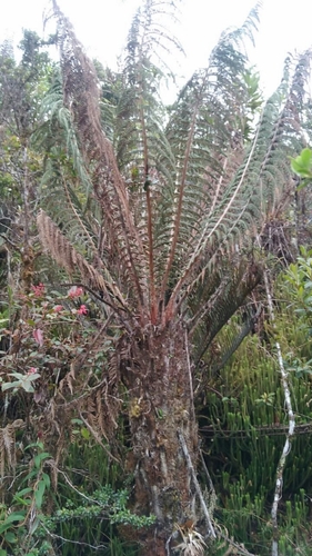 Dicksonia stuebelii