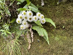 Anaphalioides trinervis