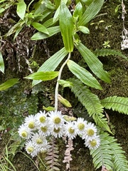 Anaphalioides trinervis