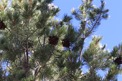 Pinus cembroides