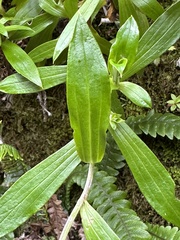 Anaphalioides trinervis