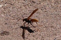 Polistes comanchus