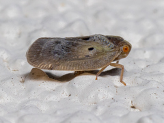 Melormenis