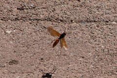 Polistes comanchus