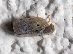 Melormenis