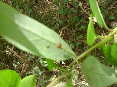 Theridion pyramidale
