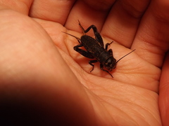 Gryllidae
