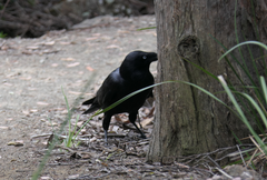 Corvus tasmanicus
