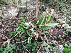 Aechmea bracteata