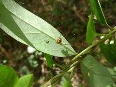 Theridion pyramidale
