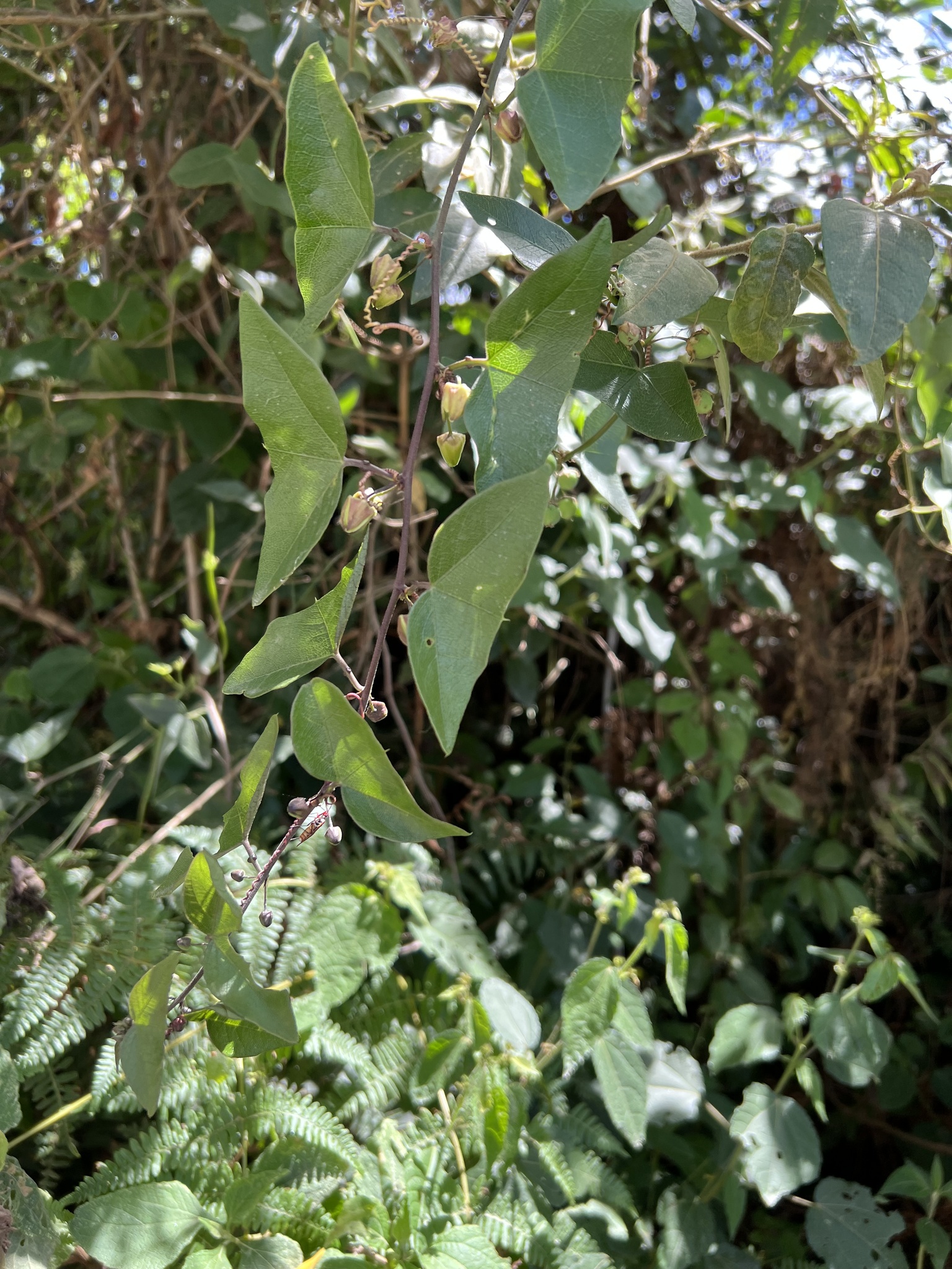 Passiflora exoperculata image