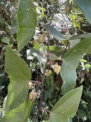 Passiflora exoperculata