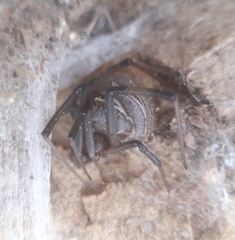 Latrodectus geometricus