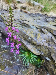 Stylidium oreophilum