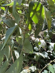 Passiflora exoperculata