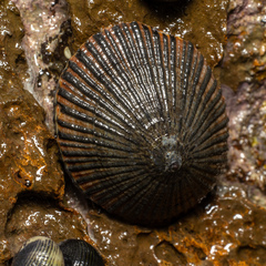 Cellana
