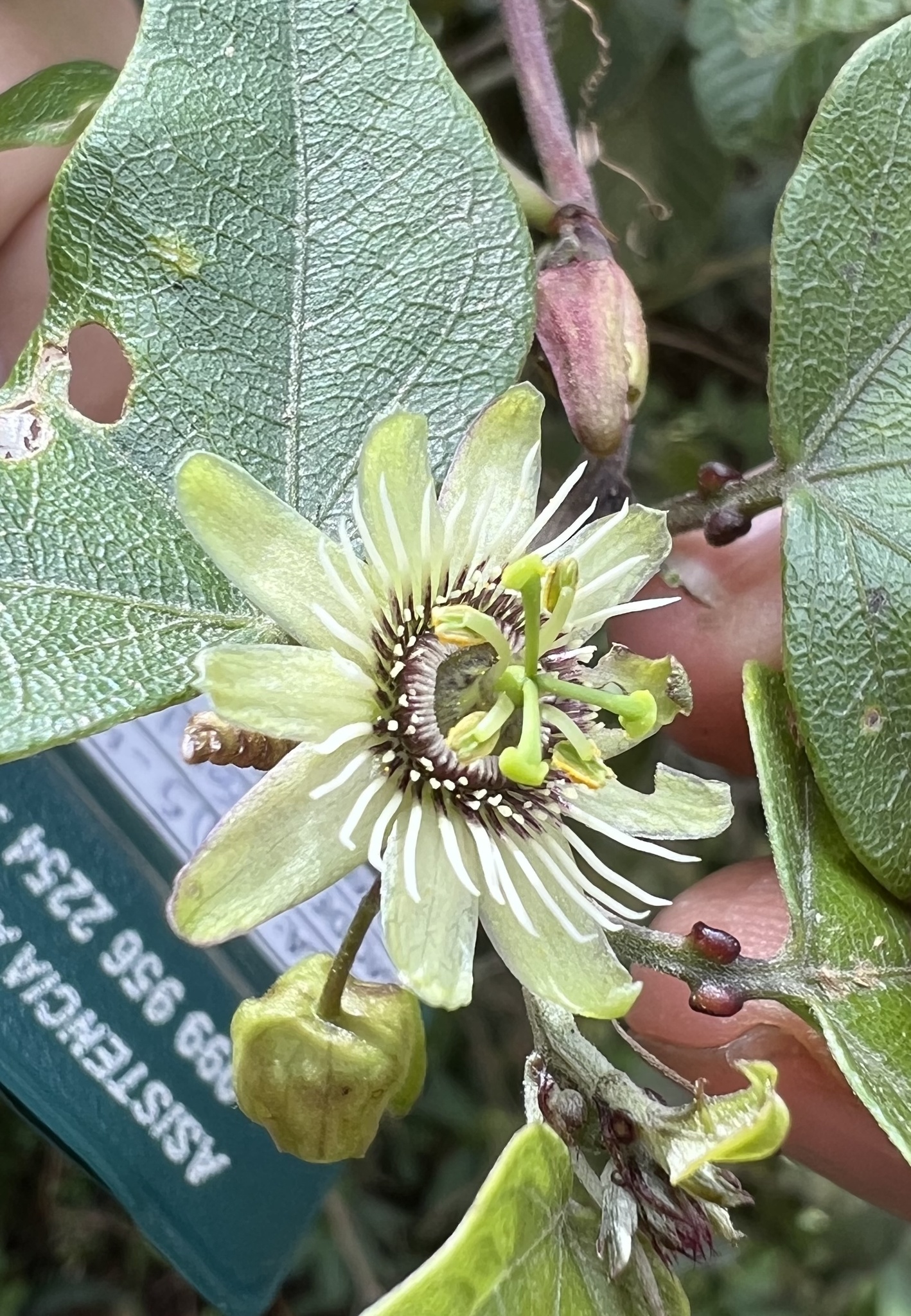 Passiflora exoperculata image
