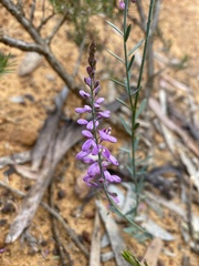 Comesperma polygaloides